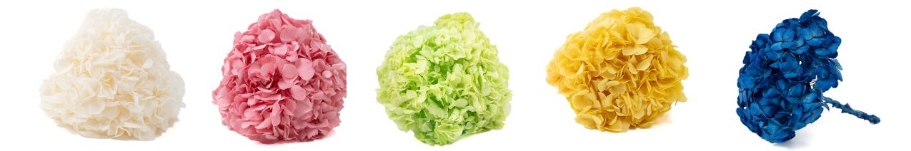 Phocealys hydrangea range